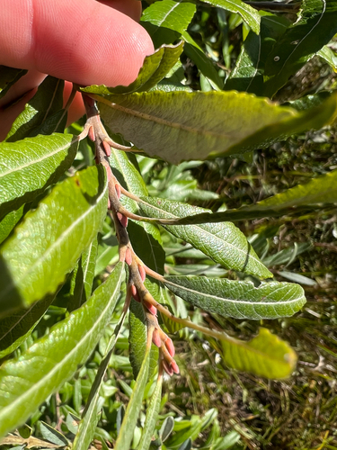 Salix humilis, photograph 2