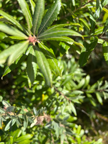 Salix humilis