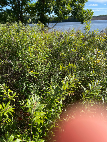 Salix humilis, photograph 5