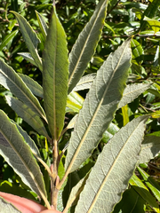 (c) Deana Tempest Thomas, some rights reserved (CC BY) Salix humilis, photograph (c) Deana Tempest Thomas, some rights reserved (CC BY)