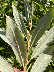 (c) Deana Tempest Thomas, some rights reserved (CC BY) Salix humilis, photograph (c) Deana Tempest Thomas, some rights reserved (CC BY)