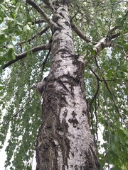 Betula pendula