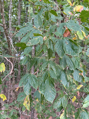 box elder