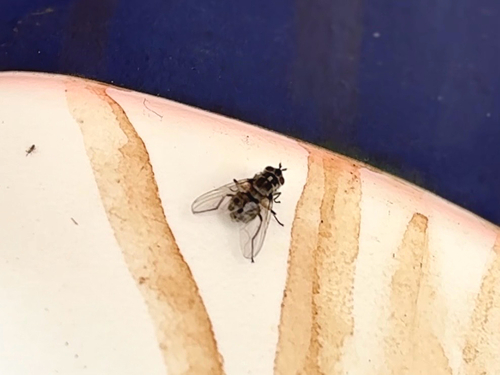 Stable Fly