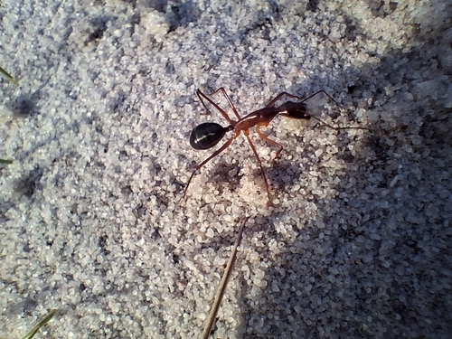 Camponotus rufus
