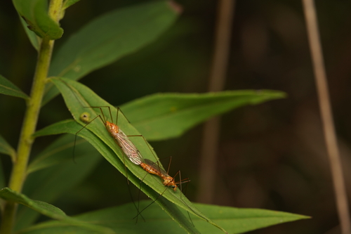 Ferruginous Tiger Crane Fly