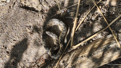 Viperine Snake