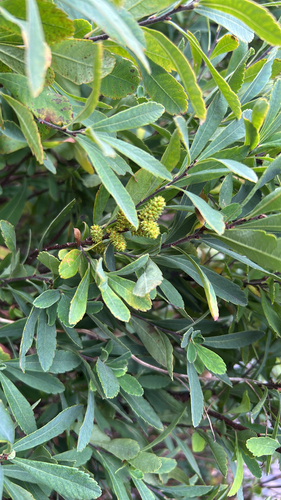 bog myrtle