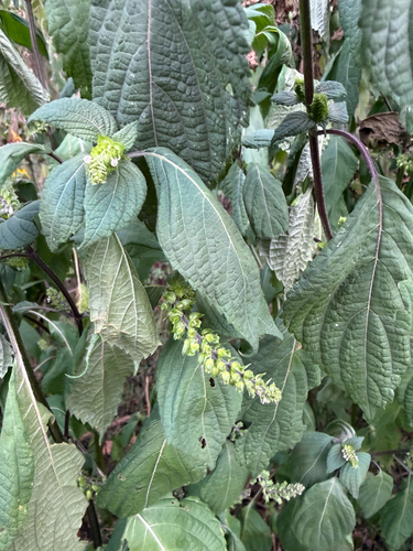 beefsteak plant