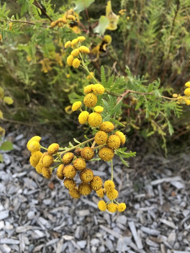 tansy