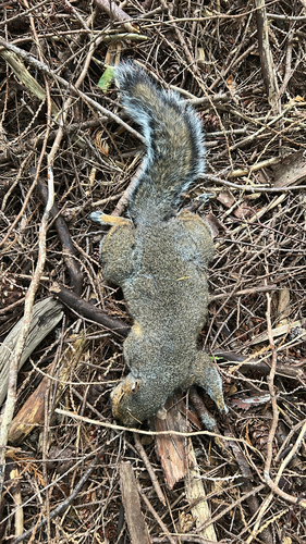 Eastern Gray Squirrel