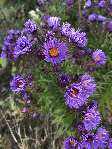 New England aster