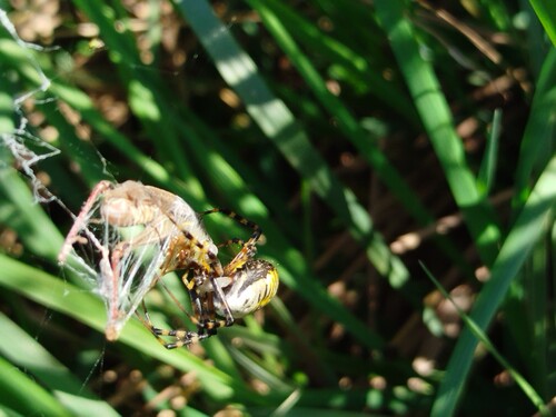 Banded Garden Spider