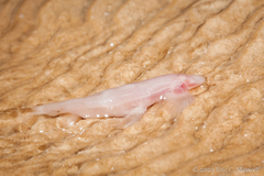 Cryptotora thamicola