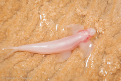 Cryptotora thamicola