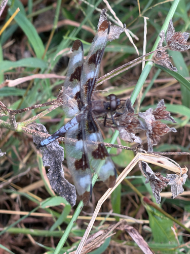 Twelve-spotted Skimmer