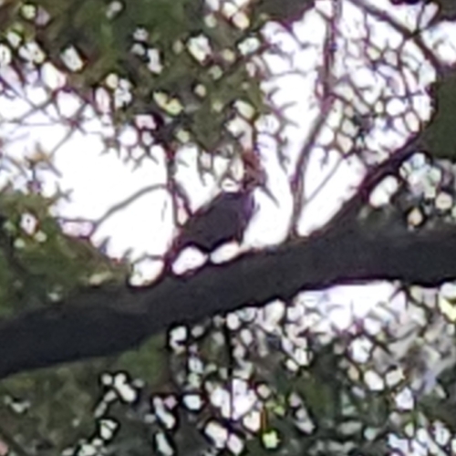 Pileated Woodpecker
