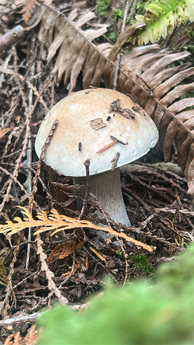 King Bolete