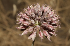 Allium