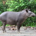 South American Tapir - Photo (c) Jens-Christian Svenning, some rights reserved (CC BY), uploaded by Jens-Christian Svenning