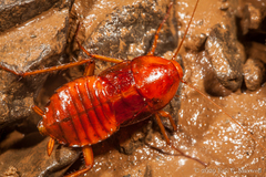 Blattoidae