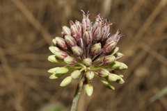 Allium