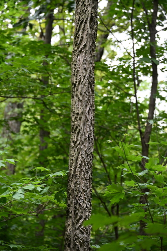 common hackberry