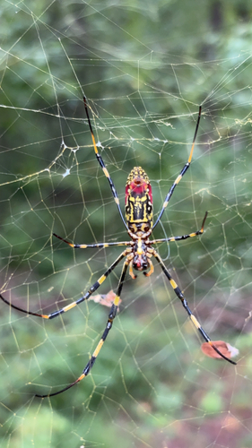 Joro Spider