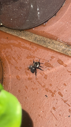 Common Eastern Bumble Bee
