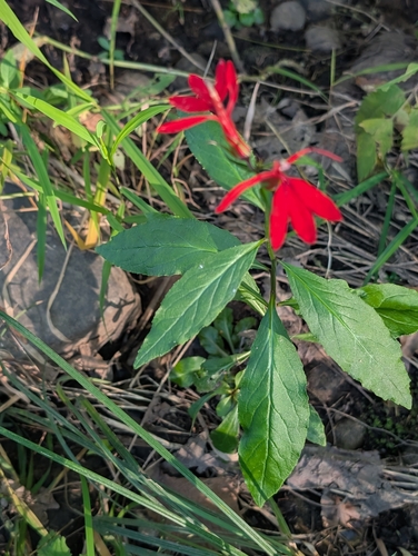 cardinal flower