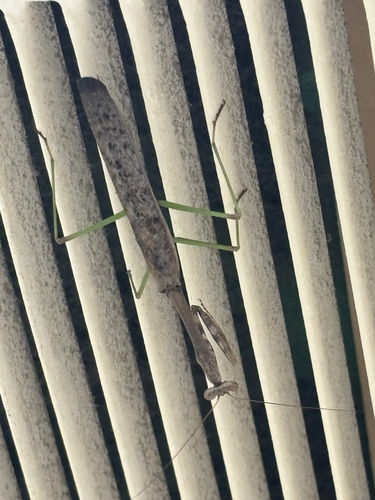 Carolina Mantis
