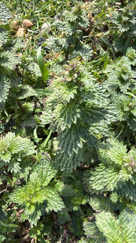 Urtica urens