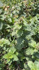 Urtica urens