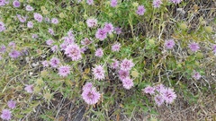 Monardella sheltonii