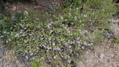 Monardella sheltonii