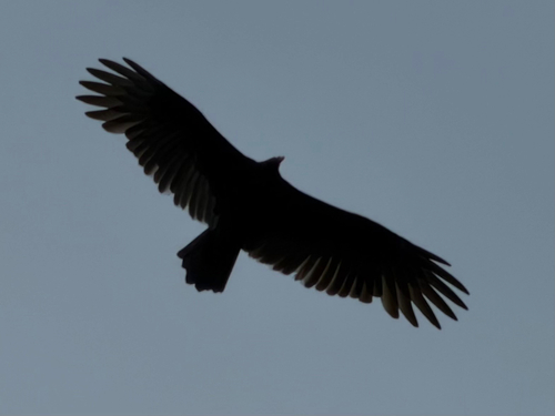 Turkey Vulture