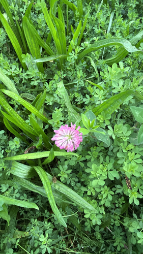 Red Clover