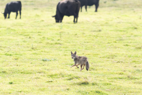 Coyote