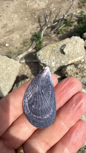 Aulacomya atra observed 2026-09-23