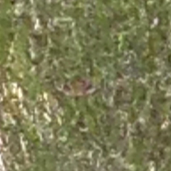 Euclidia ardita