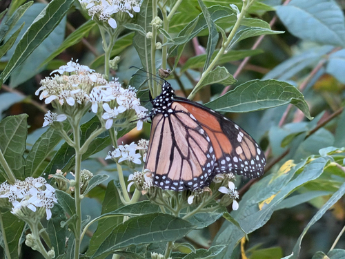Monarch