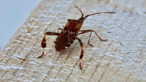 Western Conifer Seed Bug
