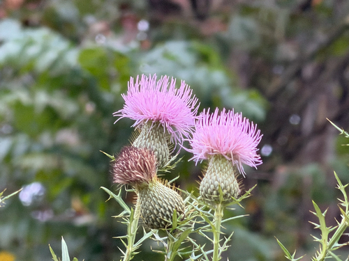 field thistle