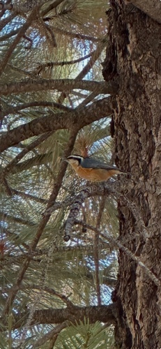 Red-breasted Nuthatch