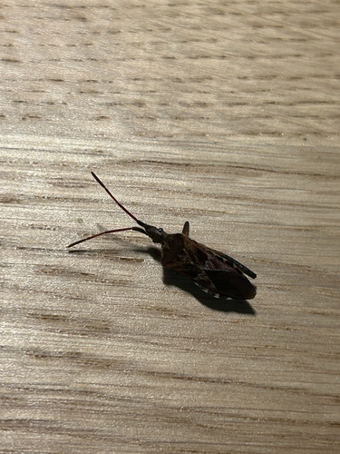 Western Conifer Seed Bug