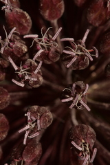 Allium