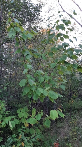 striped maple
