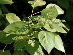 Laportea canadensis, photograph (c) Thomas Boe, some rights reserved (CC BY)