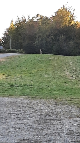 White-tailed Deer