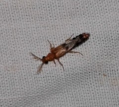 Distremocephalus texanus